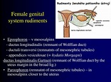 PPT - Systema genitale femininum Female genital system PowerPoint ...