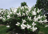 Mount Baker Lilac - Plant Library - Pahl's Market - Apple Valley, MN