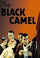 The Black Camel | Movie fanart | fanart.tv