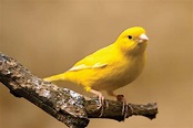canary - Kids | Britannica Kids | Homework Help