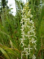 Wilde Orchideenarten Bestimmen