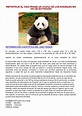 Informacion Sobre La Extincion Del Oso Panda - El Sobre Importante