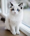 19 Gatos más bellos de todo el mundo