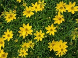 Coreopsis verticillata (Threadleaf Coreopsis, Threadleaf Tickseed ...