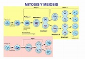 Cuadros comparativos entre Mitosis y Meiosis | Cuadro Comparativo