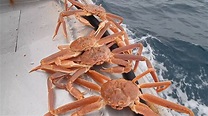 Краб стригун опилио. Как он выглядит ) Snow crab opilio crab. What does ...