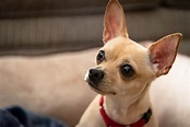Deer Head Chihuahua: What To Know Before Buying - Perfect Dog Breeds