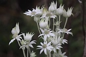 Spectacular display of native flannel flowers captures imaginations in ...