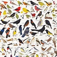 Birds, birds, birds! Pop Chart Lab has captured the stunningly ...
