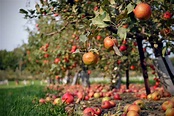 10 Best Apple Orchards Near NYC - CitySignal