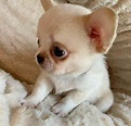 Regalo cucciolo Chihuahua da Privato a favolosi cuccioli di chiwawa toy ...