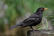 Passeriformes - Common Blackbird