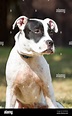 Cabeza cachorro pitbull fotografías e imágenes de alta resolución - Alamy