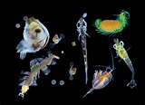 Die faszinierende Welt des Planktons | GMX.CH