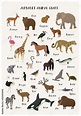 Vecteur Stock Alphabet animal chart set isolated vector illustration ...