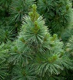 Pinus strobus ' Brevifolia ' Dwarf Eastern White Pine - Kigi Nursery