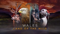 BBC iPlayer - Wales: Land of the Wild - Series 1: Episode 1