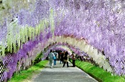 See Why Everyone’s Talking About the Kawachi Fuji Garden in Kitakyushu ...