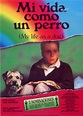 Mi vida como un perro (1985) de Lasse Hallström basada en la novela de ...