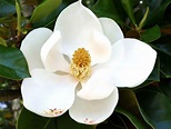 Significado y simbolismo espiritual de la flor de Magnolia