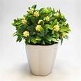 Planta Mini Gardenia en Maceta – OnLine Deco