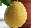 20 Varieties and Types of Lemons from All Over the World - MORFLORA