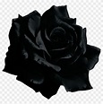 Black Rose Transparent, HD Png Download - 1070x1024(#1742750) - PngFind