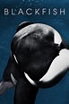 Blackfish (2013) | The Poster Database (TPDb)