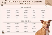 +205 Nombres para perros pitbull (machos y hembras) - Originales y con ...