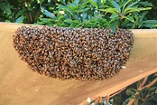 Catching Swarms + Video Tutorial Keeping Backyard Bees
