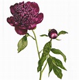 Susan Hillier - Society of Botanical Artists