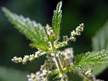 Urtica dioica (Common Nettle) - World of Flowering Plants