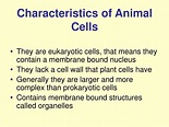 PPT - Introduction to Animal Cells PowerPoint Presentation, free ...