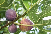 9 Species of Fig (Ficus) Trees for Indoor and Outdoor Gardening