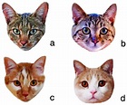Examples of cat face photos: (a) African wildcat (Felis silvestris ...