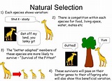 Darwin's Natural Selection Worksheet: Evolution Made Easy – Style ...