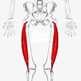Músculo vasto lateral (origen, inserción, inervación, acción)