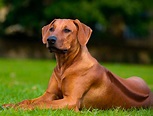 Tudo sobre a raça Leão da Rodésia (Rhodesian Ridgeback)