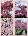 Where to Enjoy Cherry Blossom in Shanghai | That's Mandarin