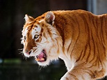 O tigre-dourado e uma das variações de cores mais raras entre felinos ...