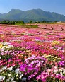 Japan Airline: . Some 500 varieties of seasonal flowers bloom in Kuju ...