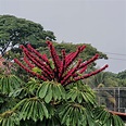 Schefflera actinophylla - Cheflera arbórea | Biologia da Paisagem