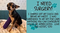 Fundraiser by Stephanie Koiner : Surgery to save Tito's leg!