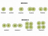 Cuadros sinópticos sobre mitosis y meiosis : Diferencias | Cuadro ...