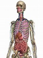 Computer: Der menschliche Körper als interaktives 3D-Modell ...