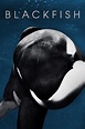 Blackfish wiki, synopsis, reviews, watch and download