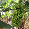 Musa Paradisiaca «banano» - Id Plantae