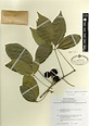 Casimiroa edulis | Myanmar Vascular Plants Database