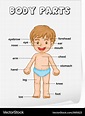 Body parts diagram poster Royalty Free Vector Image