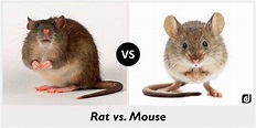Las Diferencias entre Ratas y Ratones - PlagasWIKI